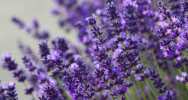 Refreshing Lavender